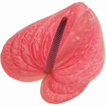 New Phlora Anthurium