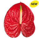 New Phlora Anthurium