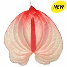 New Phlora Anthurium