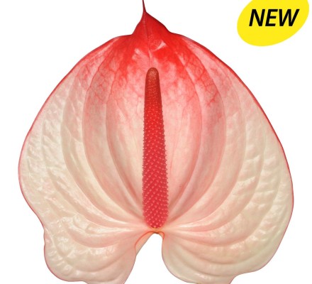 New Phlora Anthurium