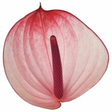 New Phlora Anthurium