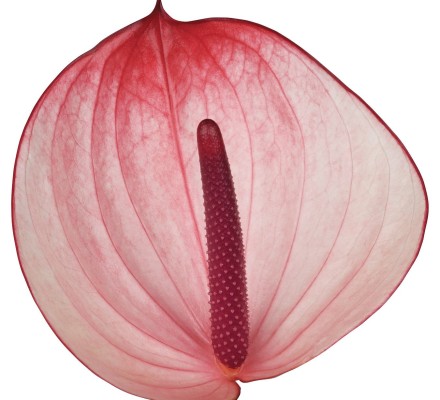 New Phlora Anthurium