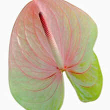 New Phlora Anthurium