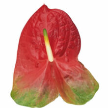 New Phlora Anthurium