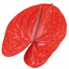 New Phlora Anthurium