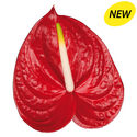 New Phlora Anthurium