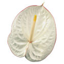 New Phlora Anthurium