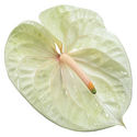 New Phlora Anthurium