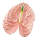 New Phlora Anthurium