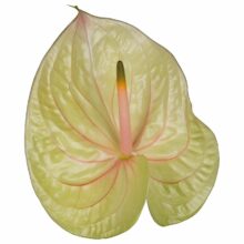 New Phlora Anthurium