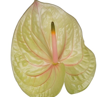 New Phlora Anthurium