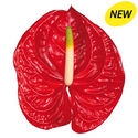 New Phlora Anthurium
