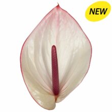 New Phlora Anthurium