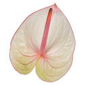 New Phlora Anthurium