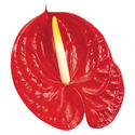 New Phlora Anthurium