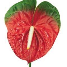 New Phlora Anthurium