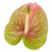 New Phlora Anthurium