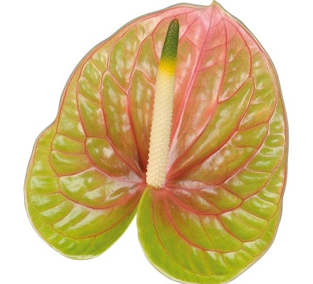 New Phlora Anthurium