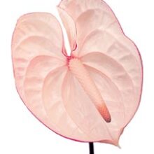 New Phlora Anthurium