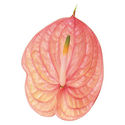 New Phlora Anthurium