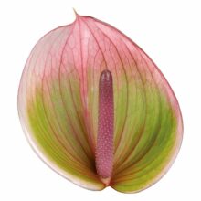 New Phlora Anthurium