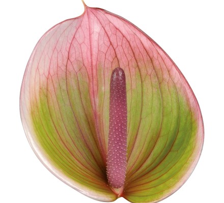 New Phlora Anthurium