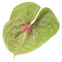 New Phlora Anthurium