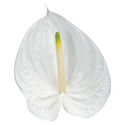 New Phlora Anthurium