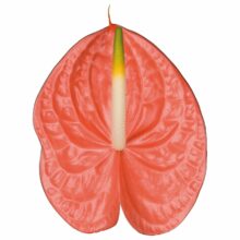 New Phlora Anthurium