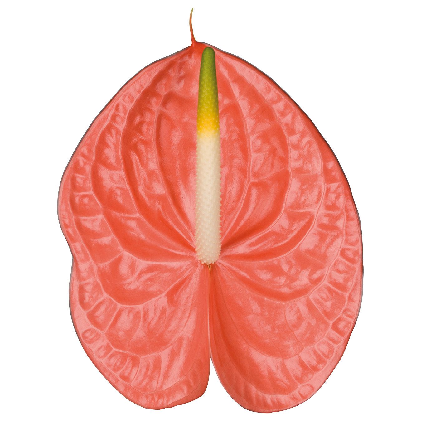 Anthurium SANTE' ROYAL