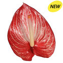 New Phlora Anthurium