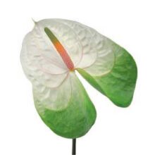 New Phlora Anthurium