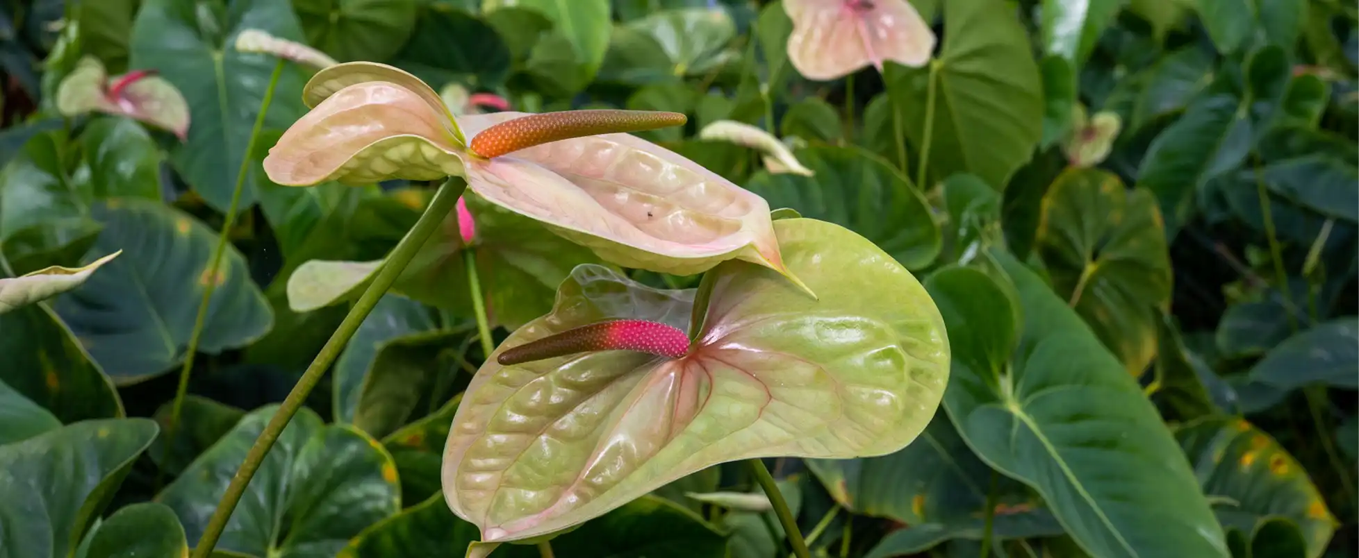 Anthurium coltivati da New Phlora