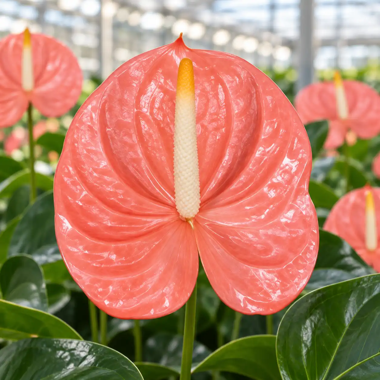 Anthurium Farao