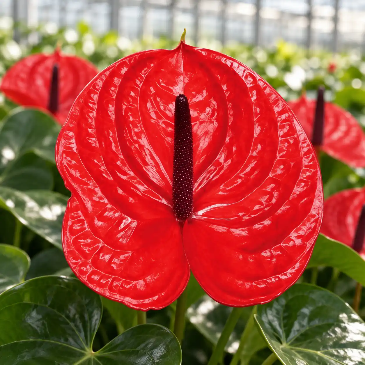 Anthurium Impulz