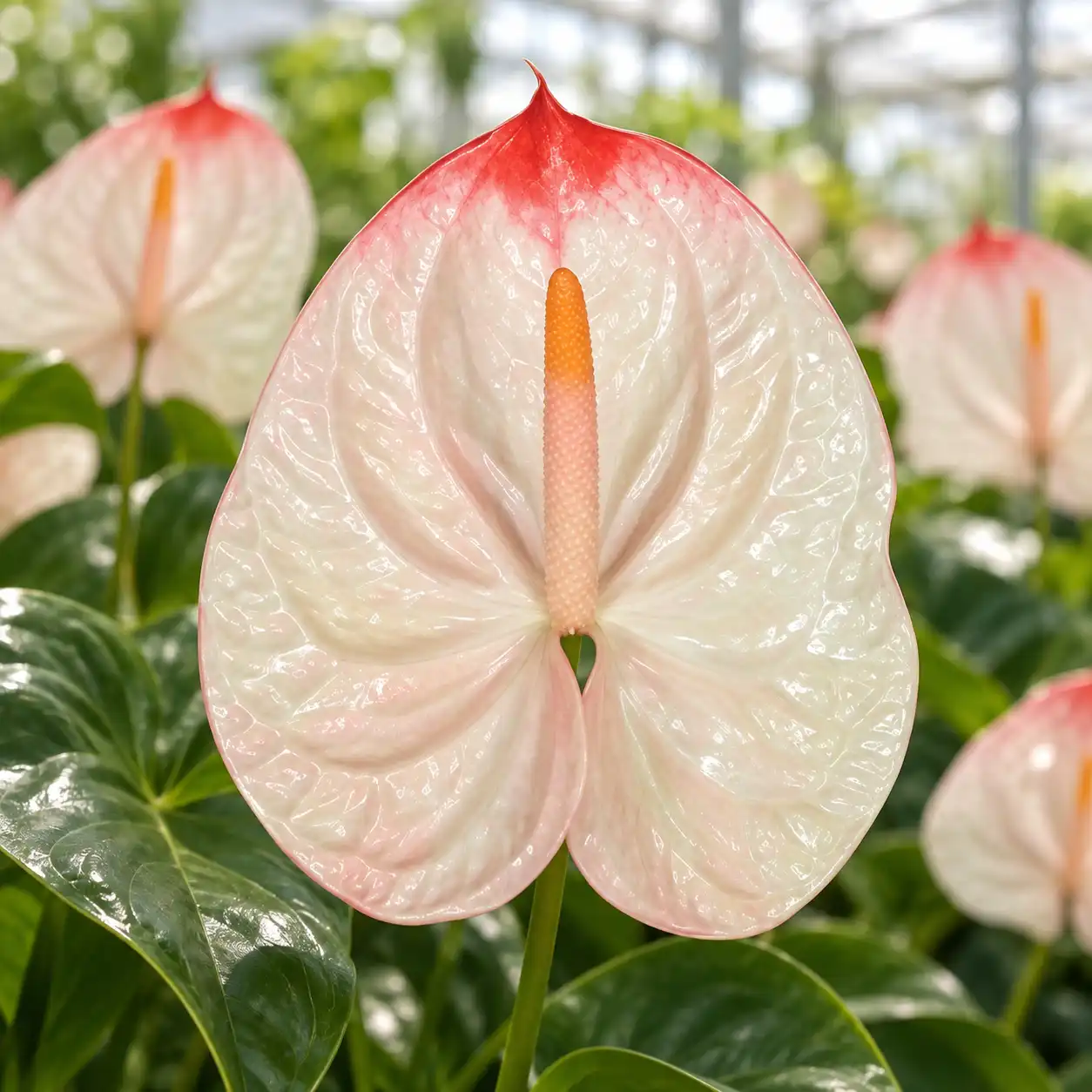 Anthurium Lybra