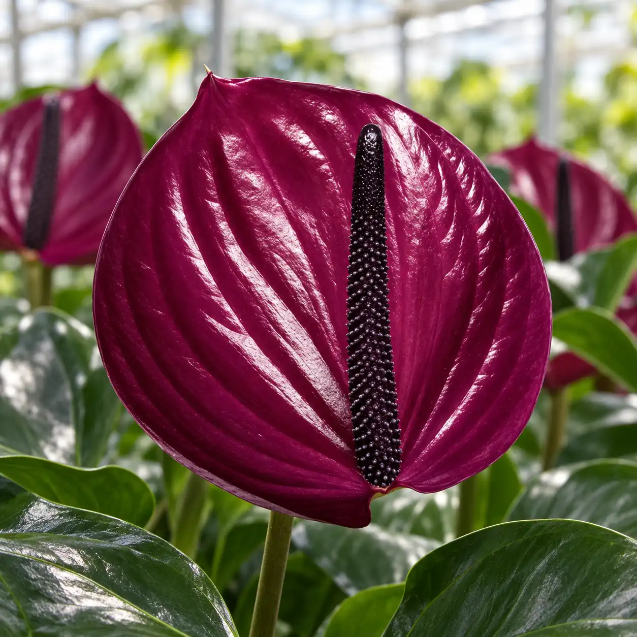 Anthurium Maravilla