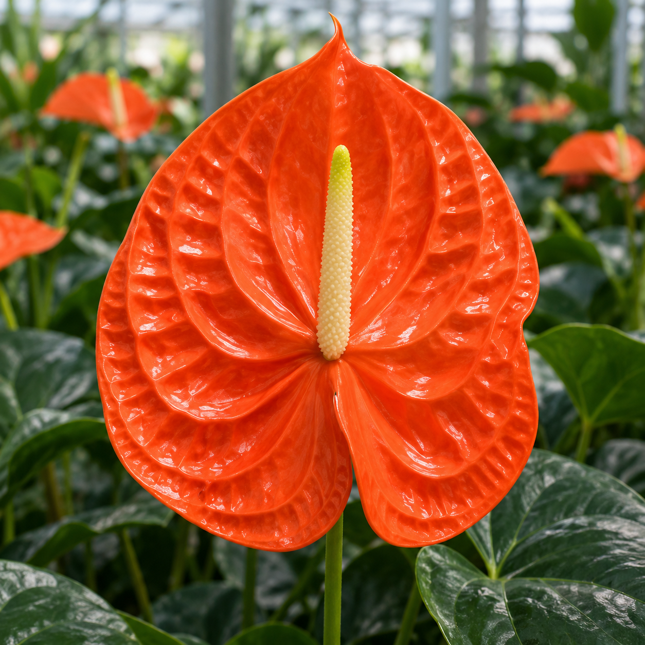 Anthurium Naranja arancio brillante con spadice crema-giallo coltivato in serra.