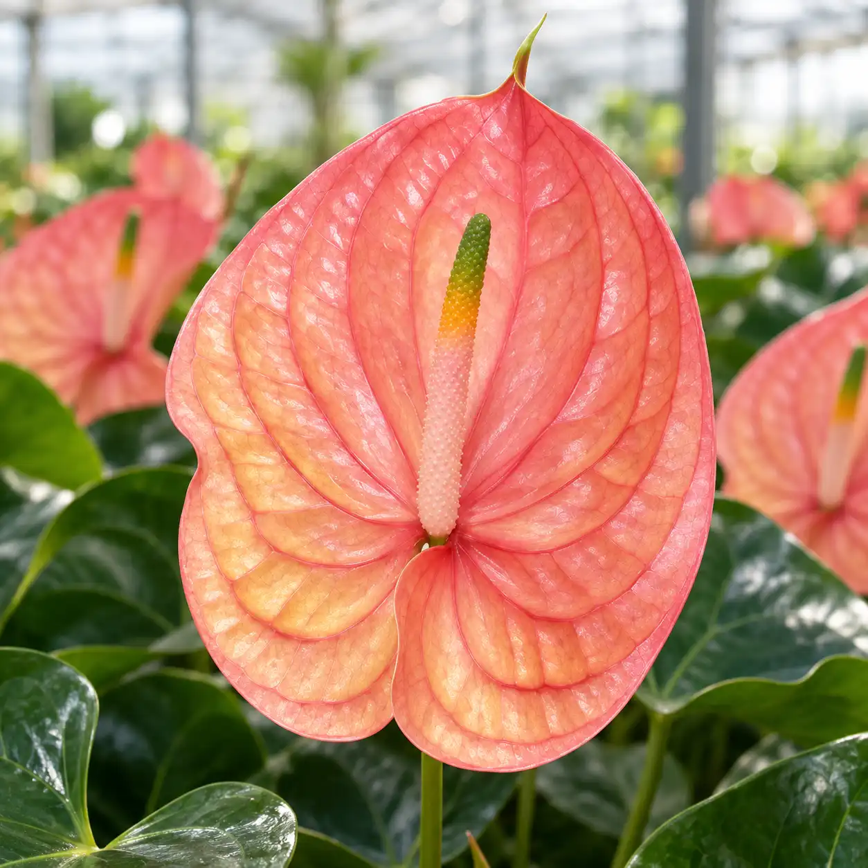 Anthurium Nunzia