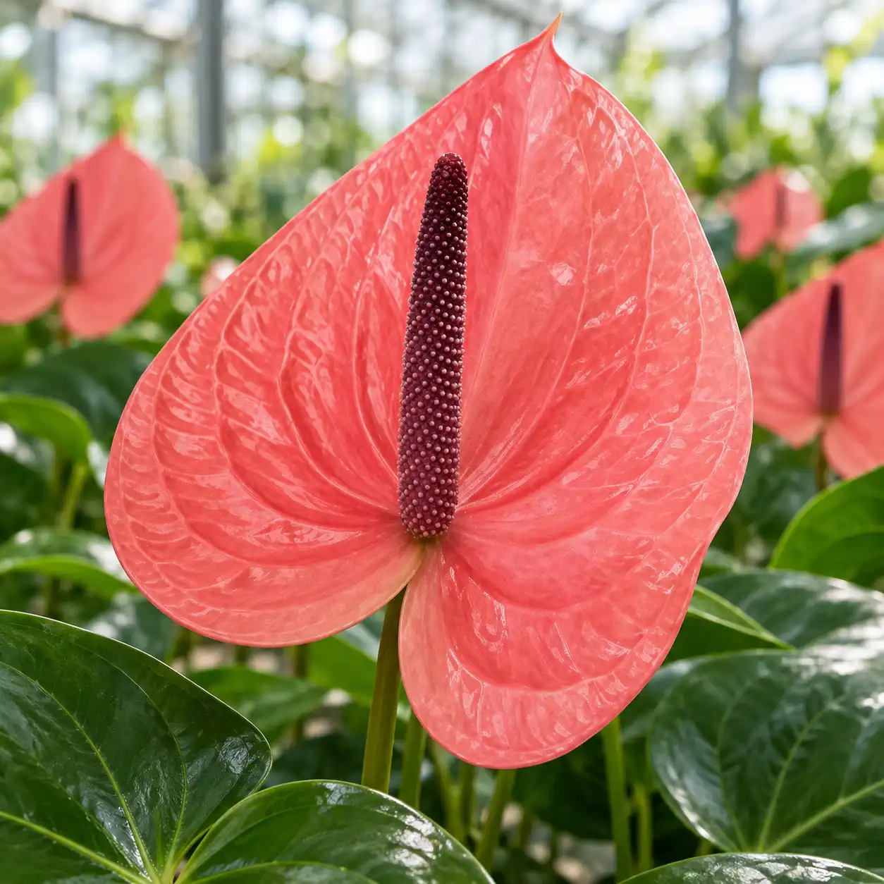 Anthurium Pink Cristine