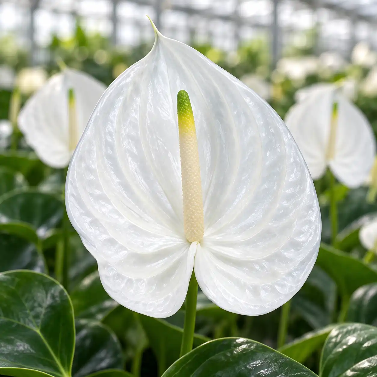 Anthurium Presence