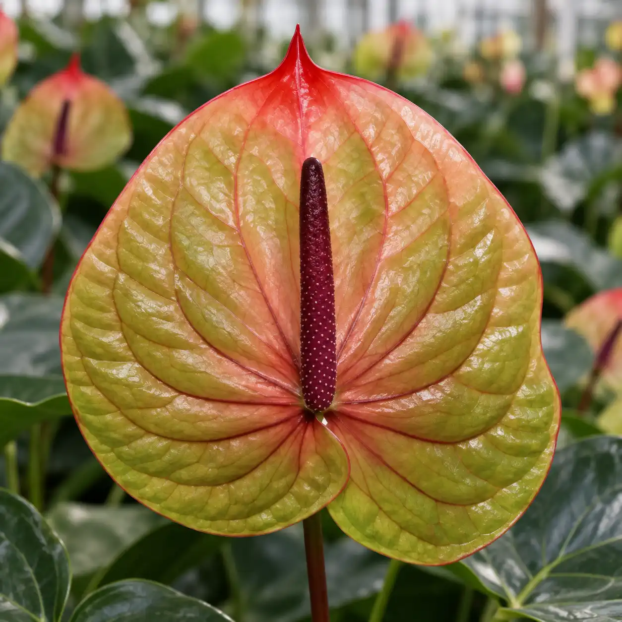 Anthurium Tequila bicolore verde oliva e pesca con punta rossa e spadice porpora coltivato in serra.