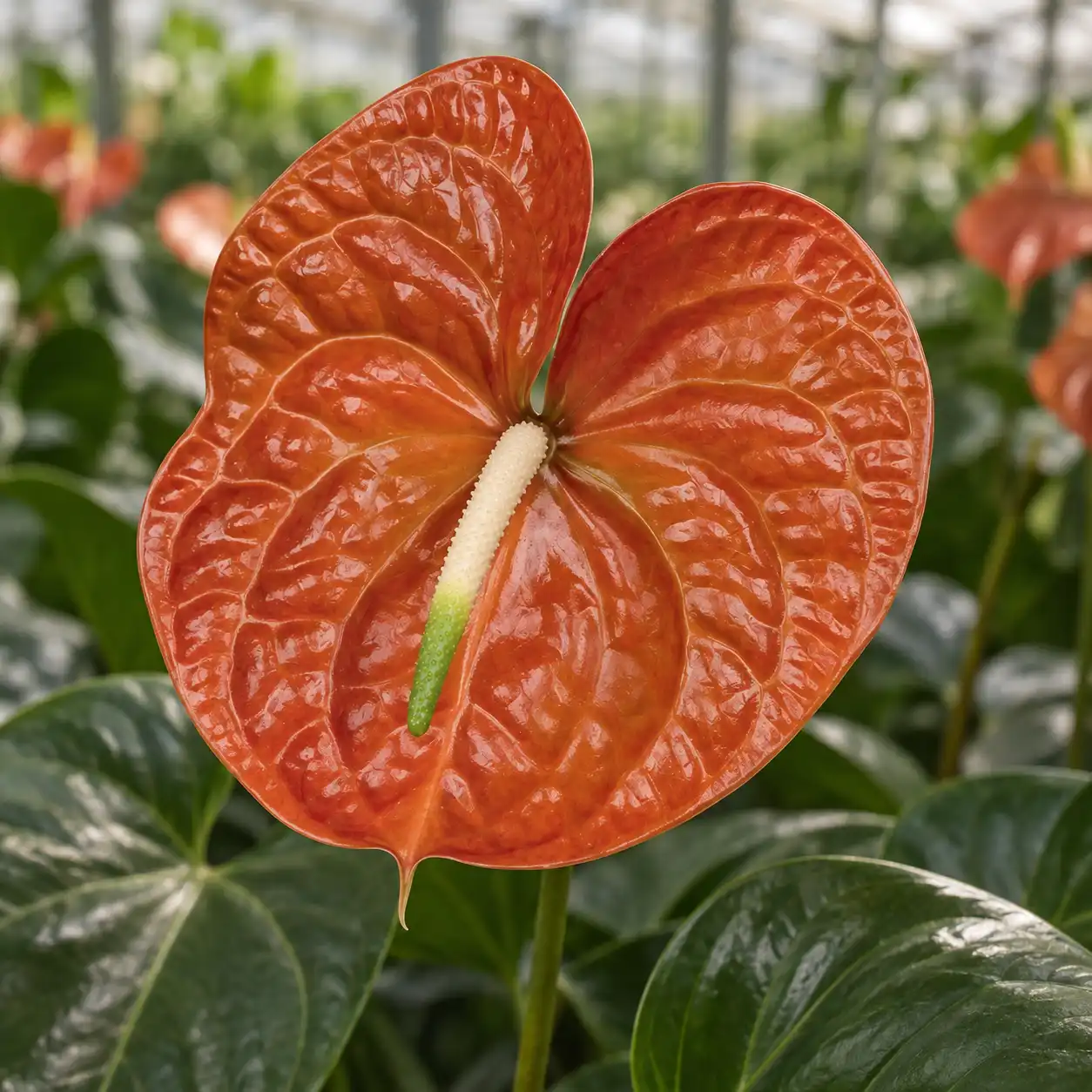 Anthurium Terrasol color terracotta ramato con spadice crema e punta verde coltivato in serra.