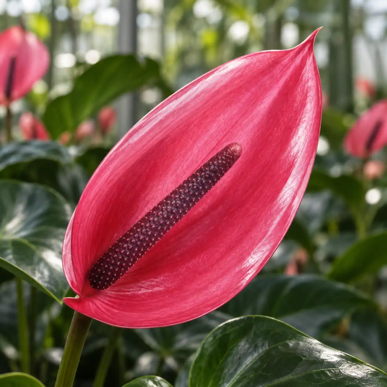 Anthurium Xavia rosa intenso dalla forma allungata con spadice porpora coltivato in serra.
