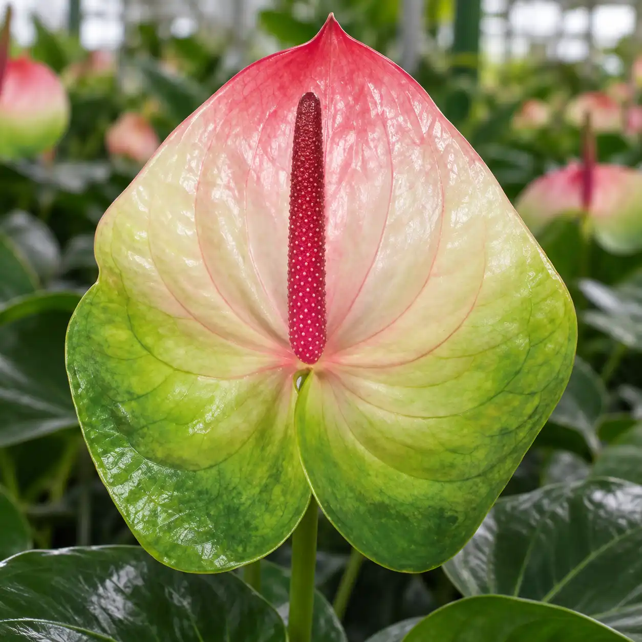 Anthurium Zafira bicolore rosa, bianco e verde con spadice rosa lampone coltivato in serra.